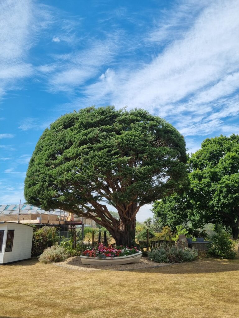 Kiwi Tree Pruning in Barnham West Sussex