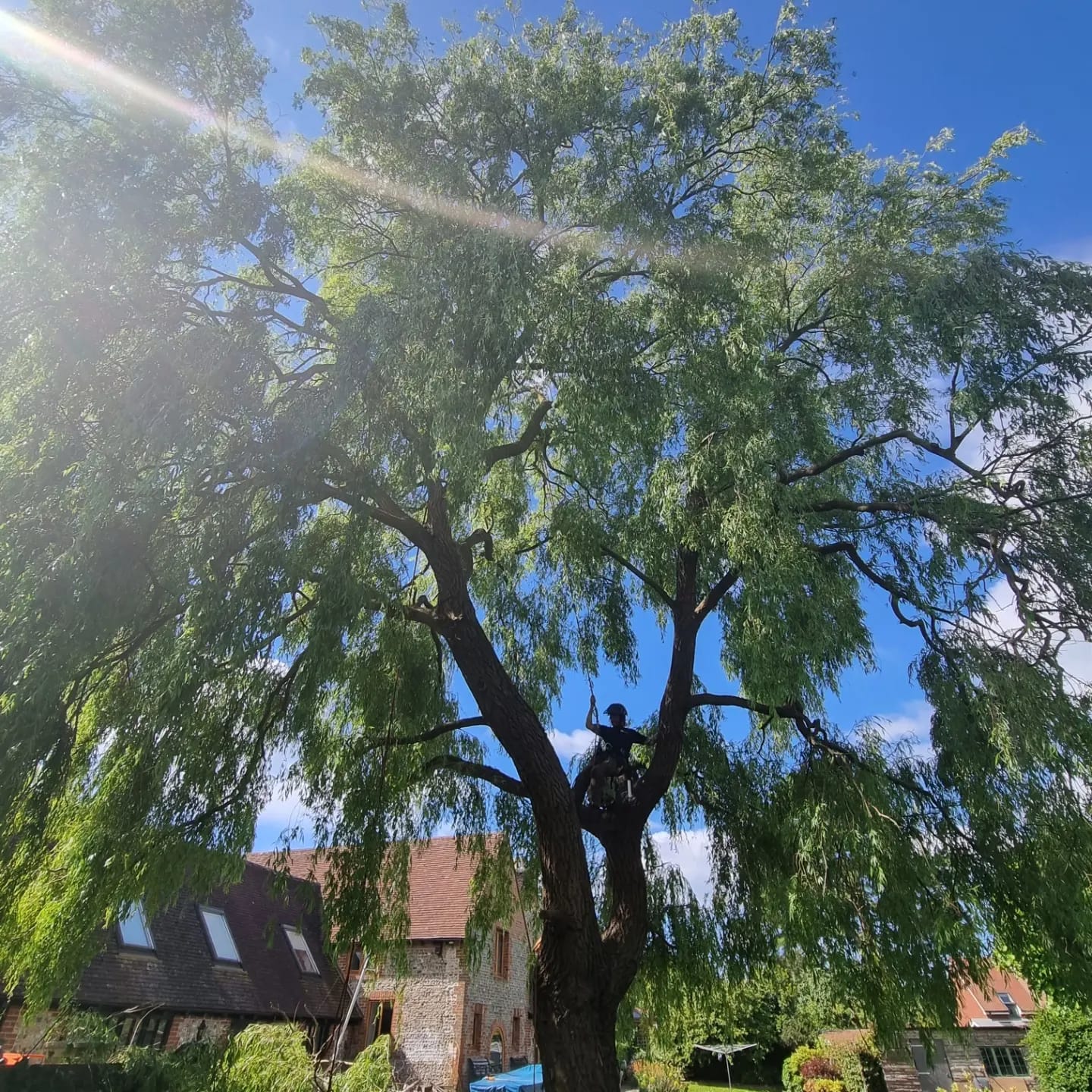 Kiwi Tree Services in Barnham West Sussex