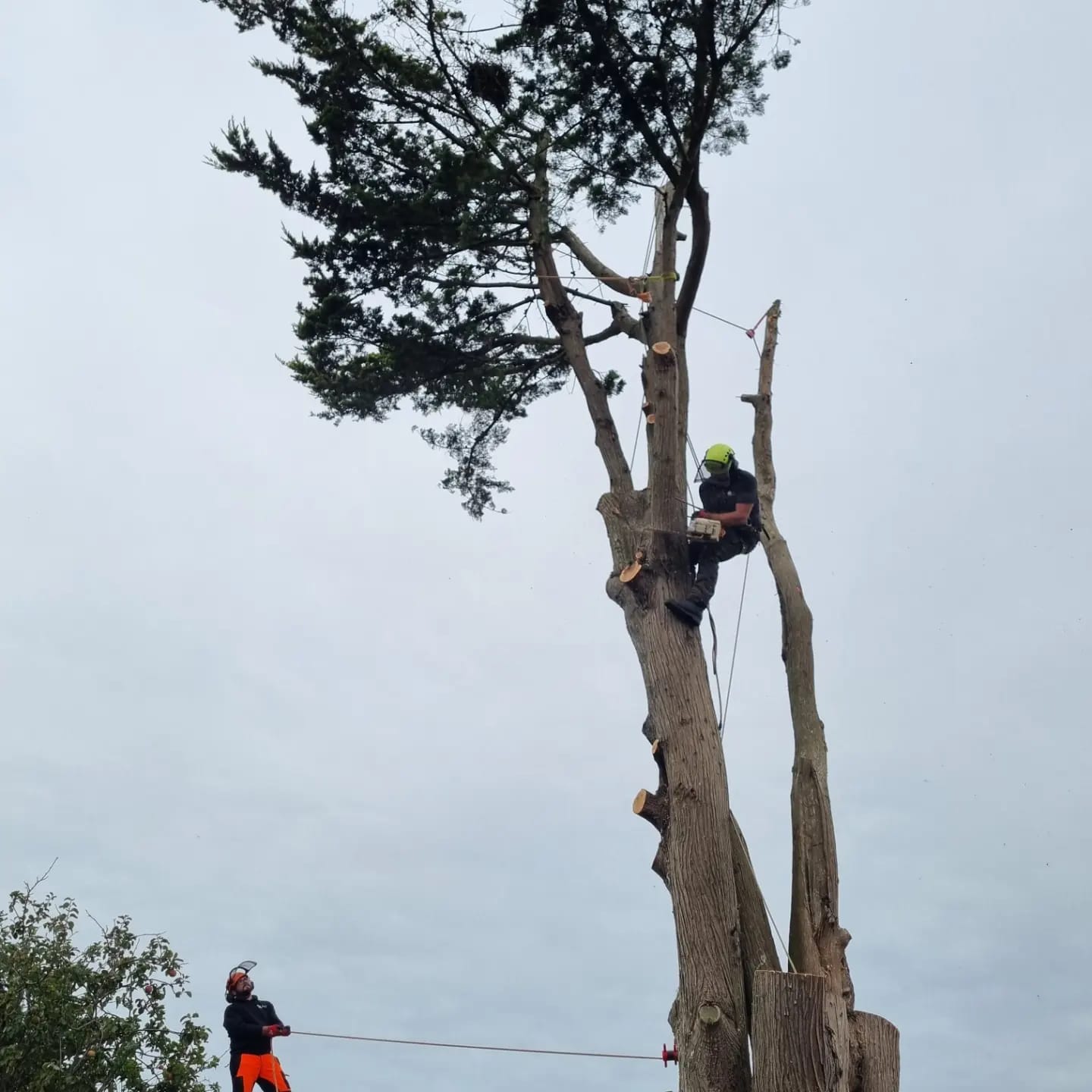 Kiwi Tree Removal Yapton