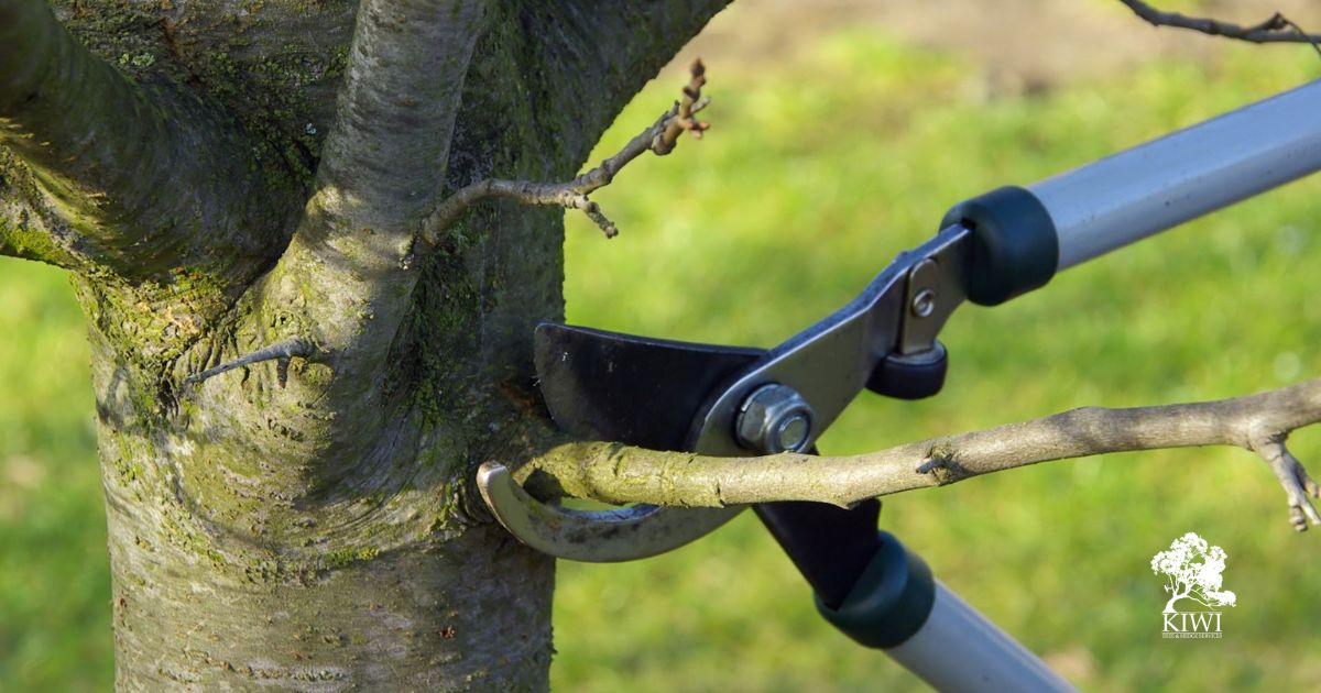 The importance of tree pruning and how to do it properly