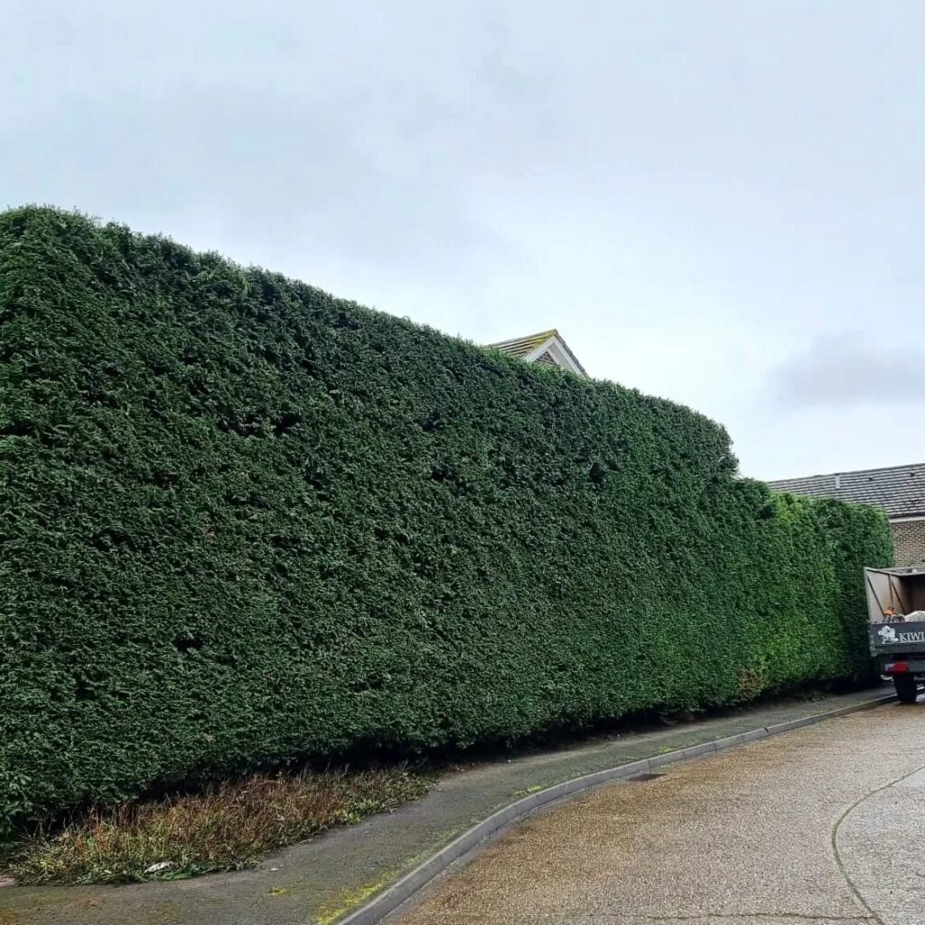 Hedge Cutting Eastergate