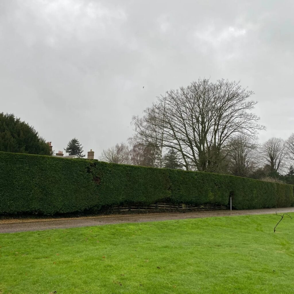 Hedge Cutting Westergate