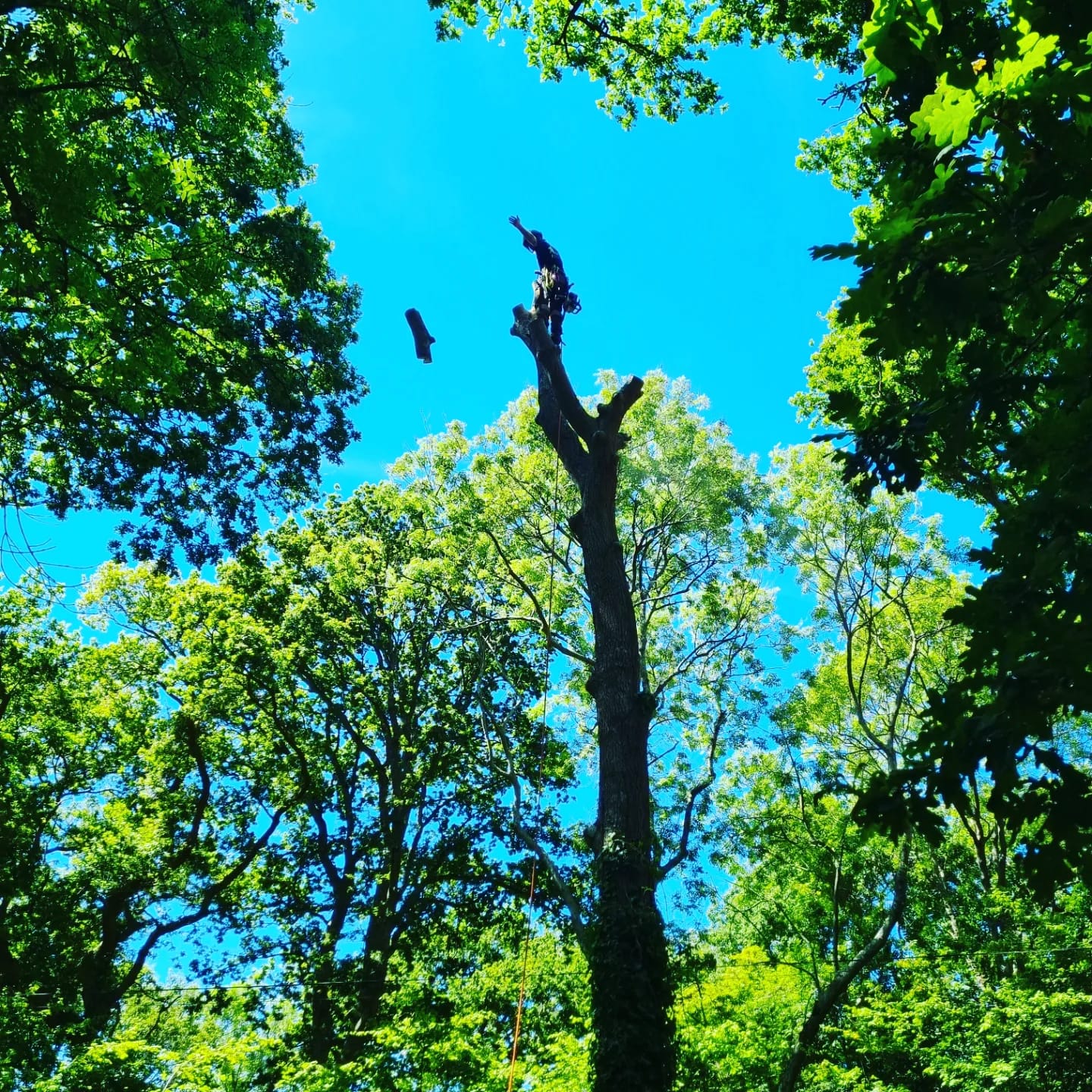 Tree Removal Barnham