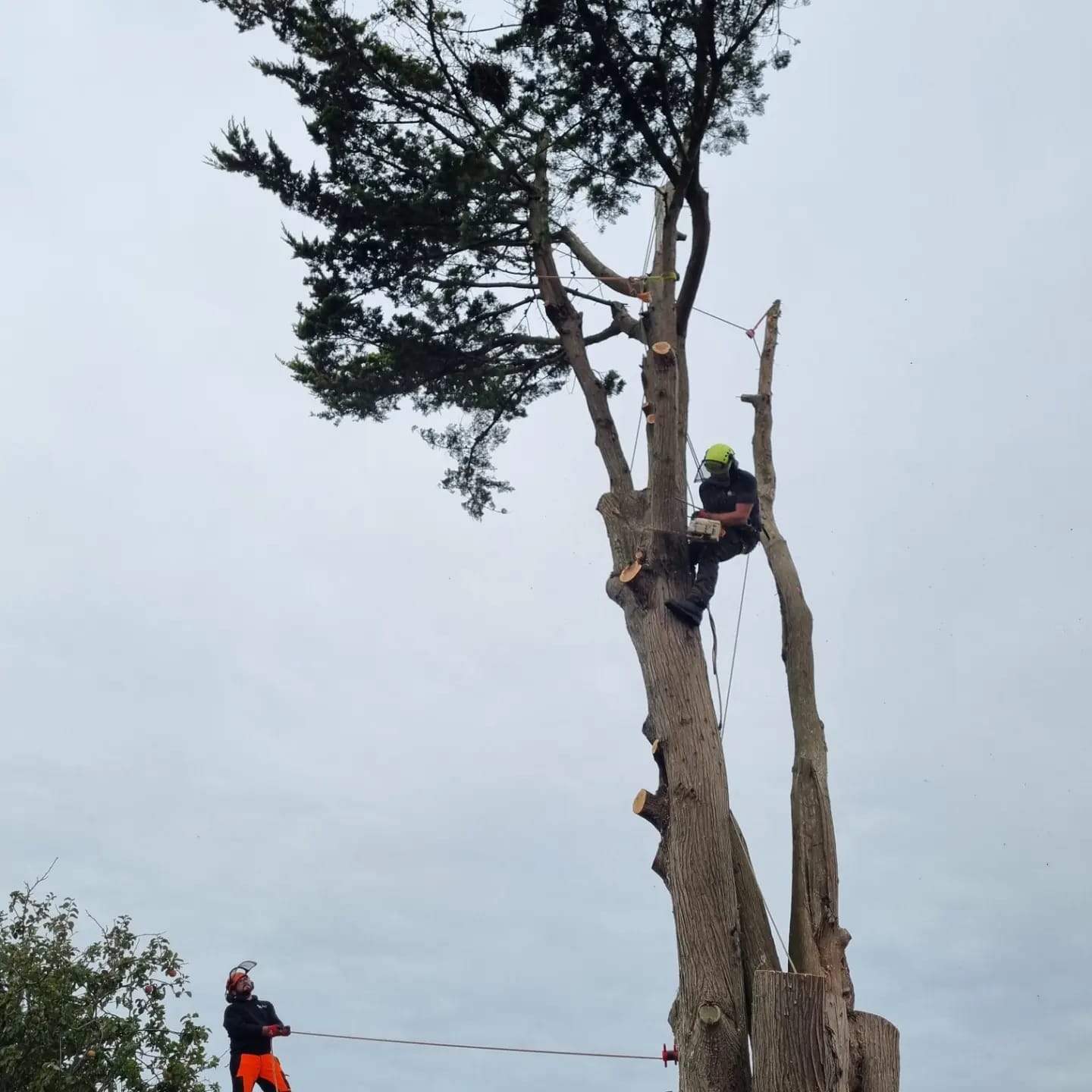 Tree Removal in Westergate