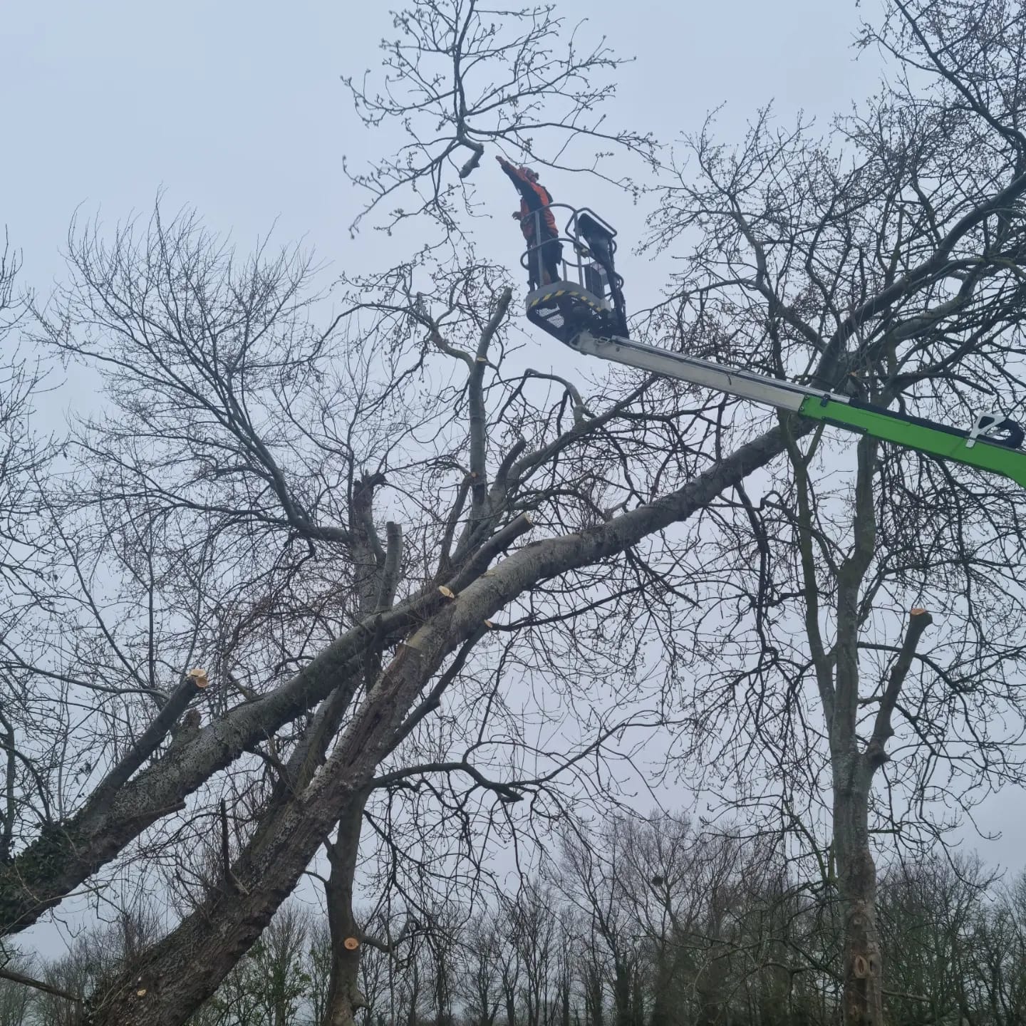 Tree Removal in Westergate