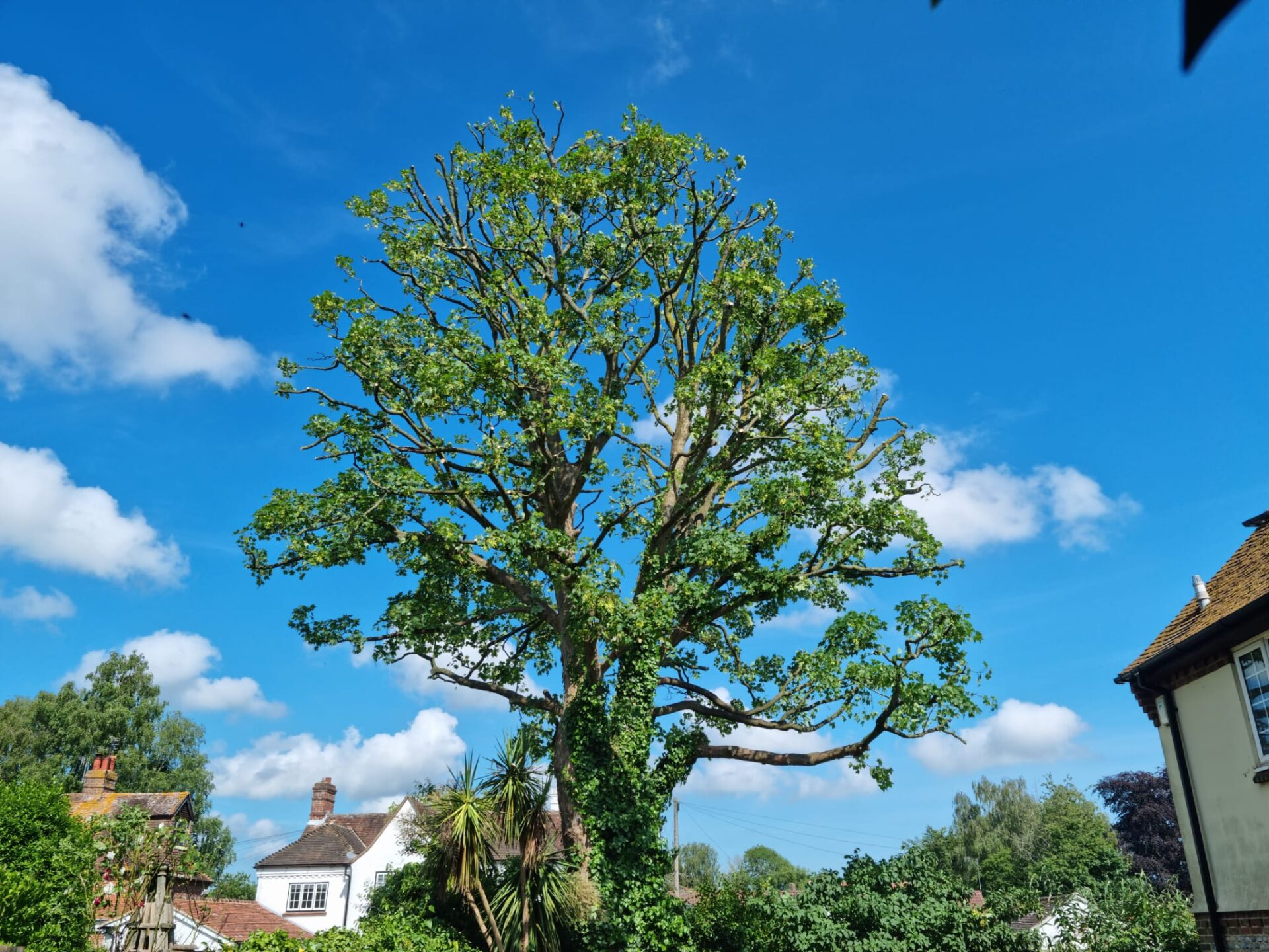 Tree Crown Reduction in Arun District: What You Need to Know