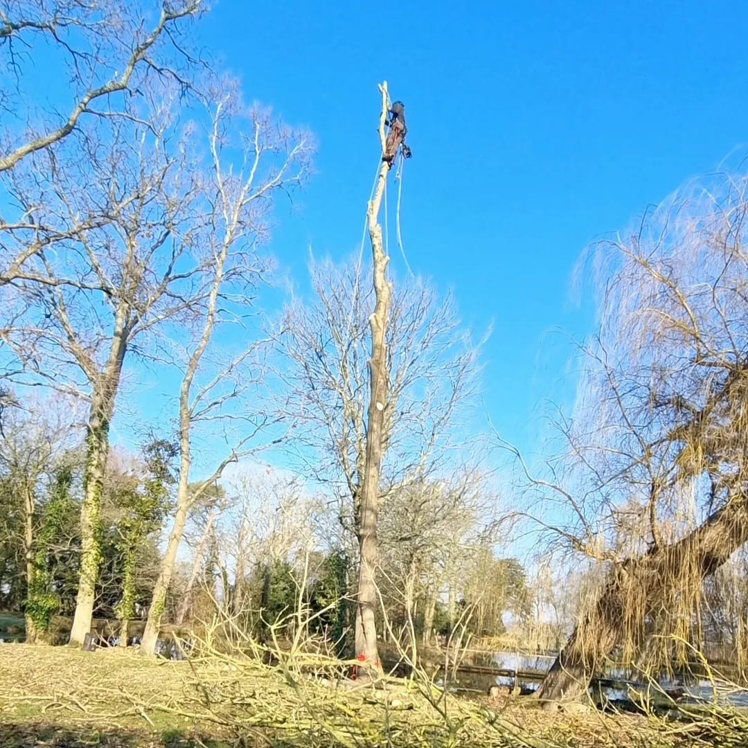 Tree Removal in Fontwell