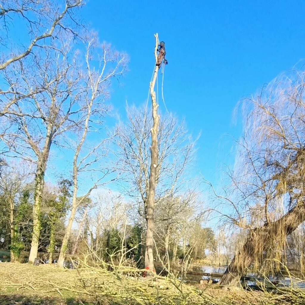 Tree Removal in Walberton