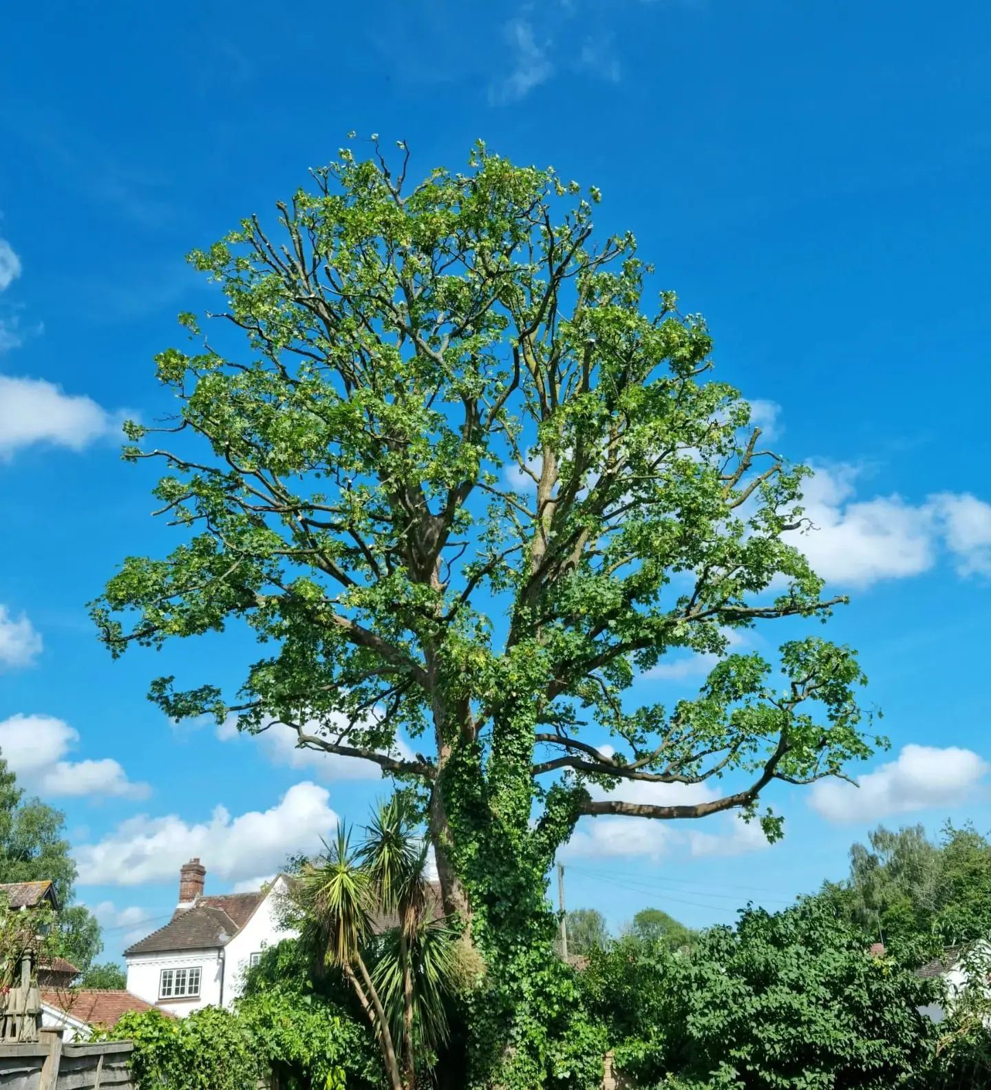 Tree Crown Reduction