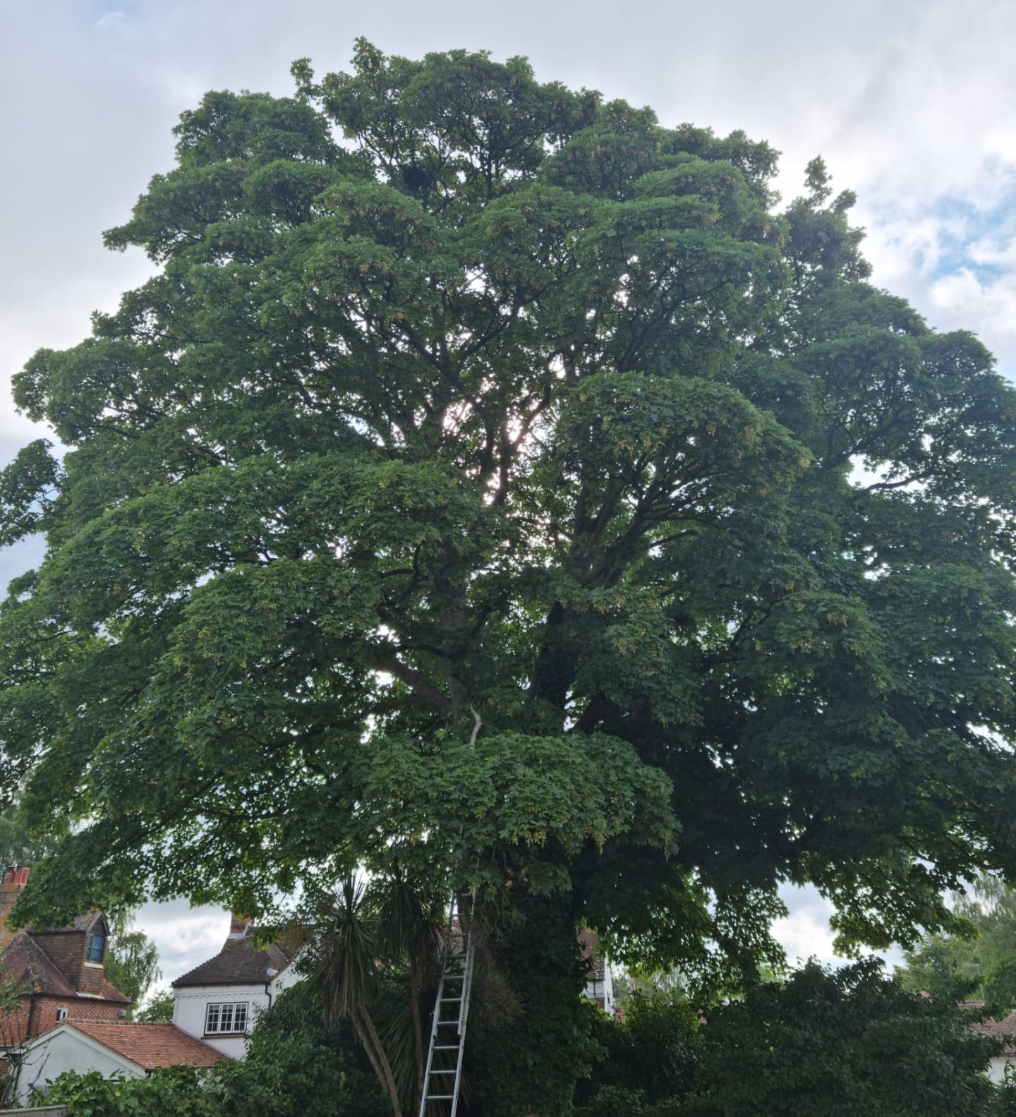 Tree Crown Reduction