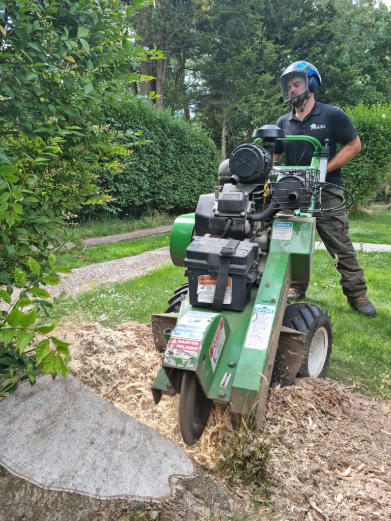 Tree Stump Removal in Westergate