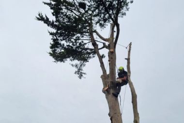 Tree_Felling